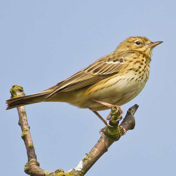 Tree Pipit Suffolk Biodiversity Information Service tree-pipit-suffolk-biodiversity-information-service